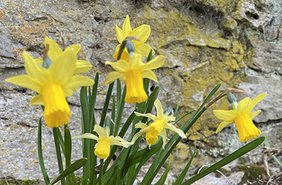 Osterglocken vor einer Mauer