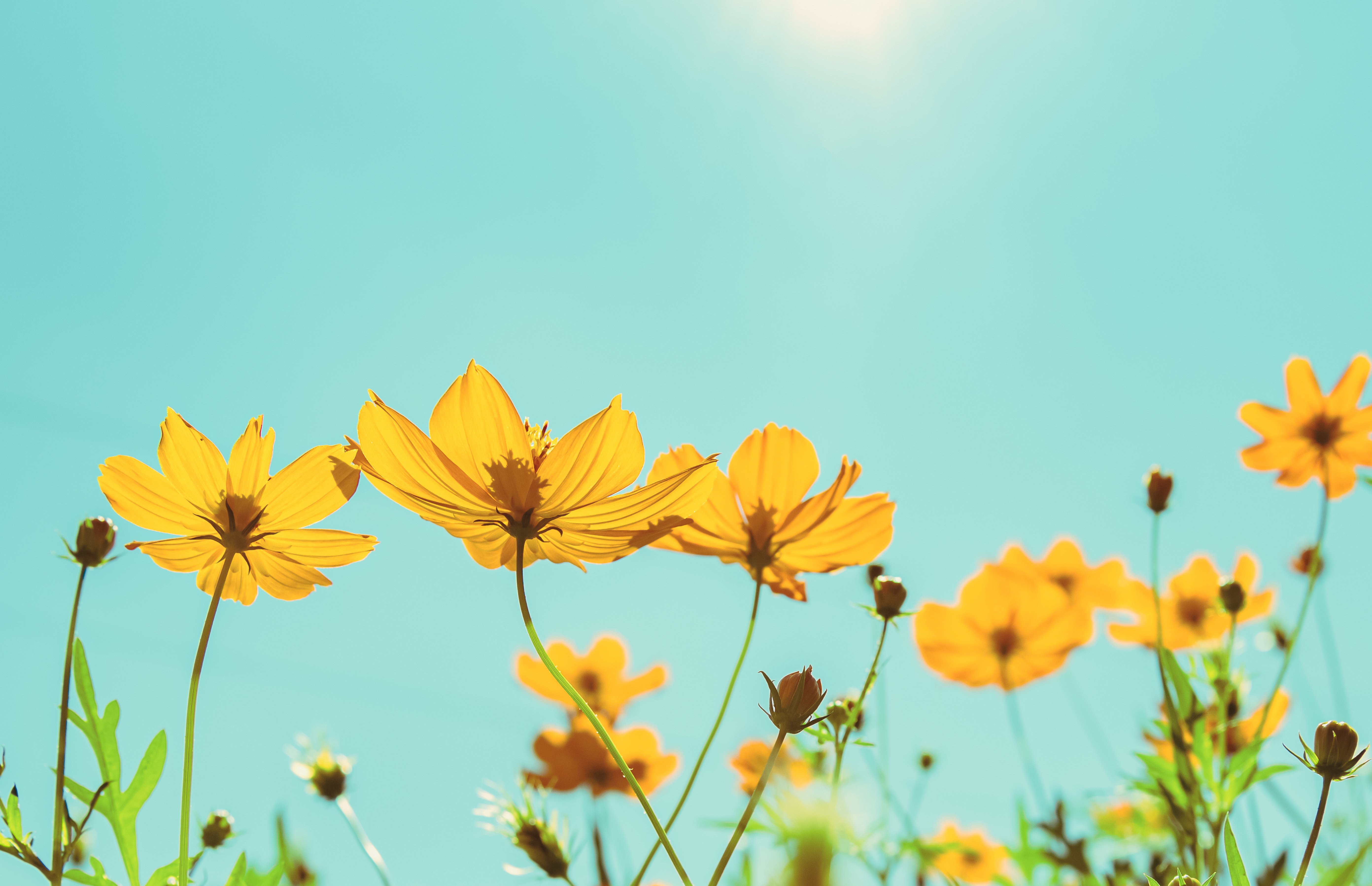 Blumenwiese und Sonnenhimmel